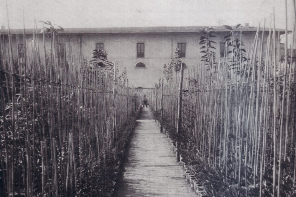 Storia del Vivaismo