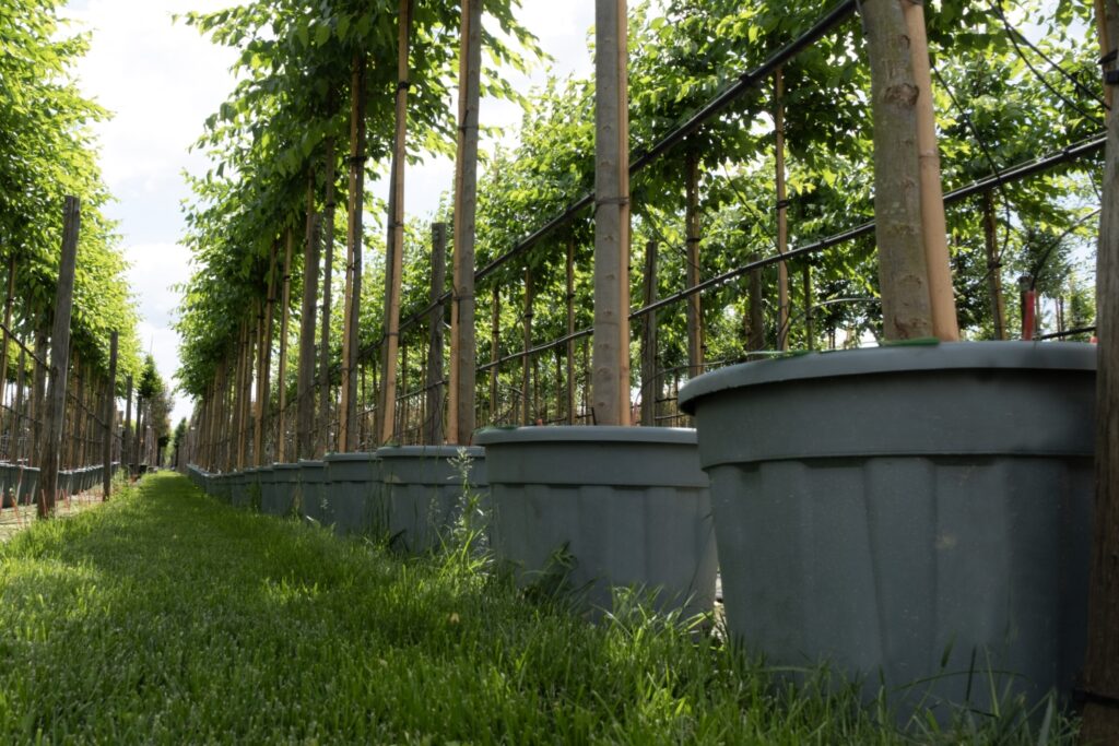 Revive Pot